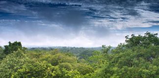 The jungle that covers most of Mexico's southern border.