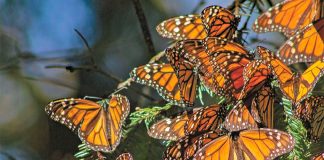 Butterflies are on their way.