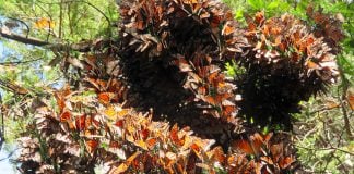 Cluster of monarch butterflies on Cerro Pelón