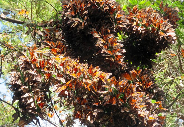 Cluster of monarch butterflies on Cerro Pelón