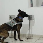 A dog in training in Hermosillo.