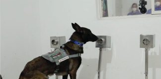 A dog in training in Hermosillo.
