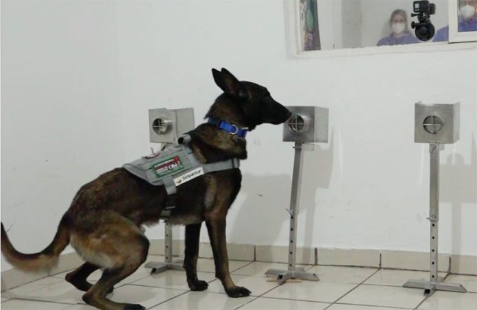 A dog in training in Hermosillo.