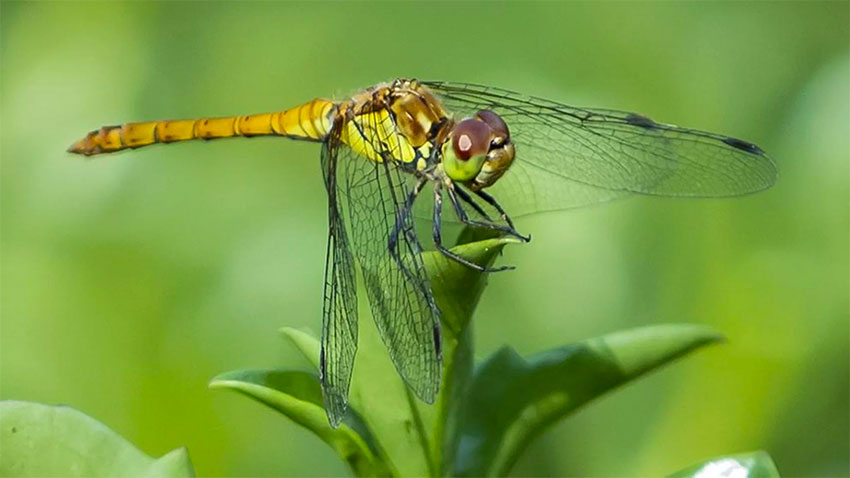 11 species of dragonflies migrate in North America.