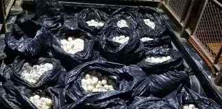 The eggs seized on Thursday.