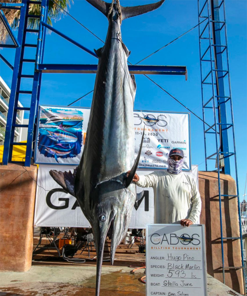 Hugo Pino's 268-kilogram black marlin.