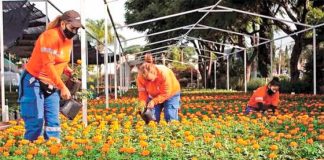 Workers tend marigolds at the municipal nursery.