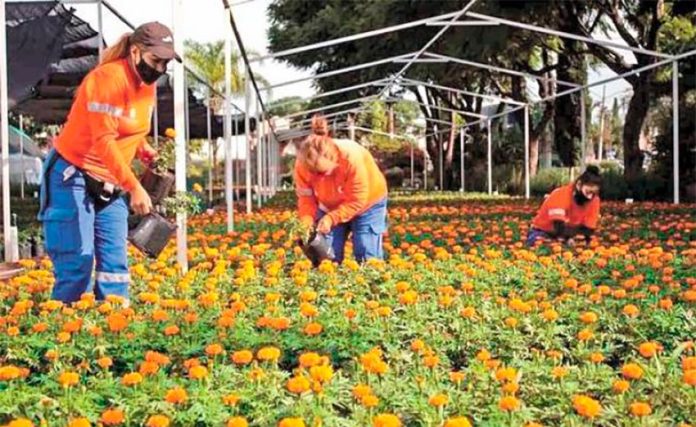 Workers tend marigolds at the municipal nursery.