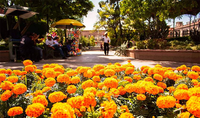 Marigolds add color to the city's historic center.