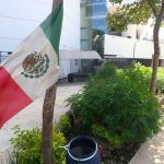 Marijuana plants in a garden outside the Senate building.