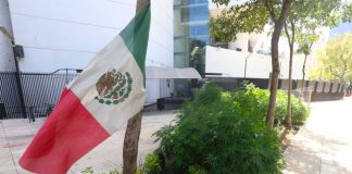 Marijuana plants in a garden outside the Senate building.