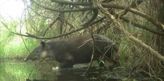 A white-lipped peccary
