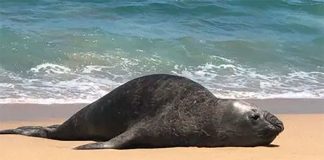 A dead sea lion on Baja California Sur beach.