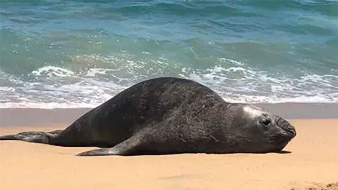 A dead sea lion on Baja California Sur beach.