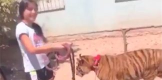 Girl walks her pet tiger in Guasave.