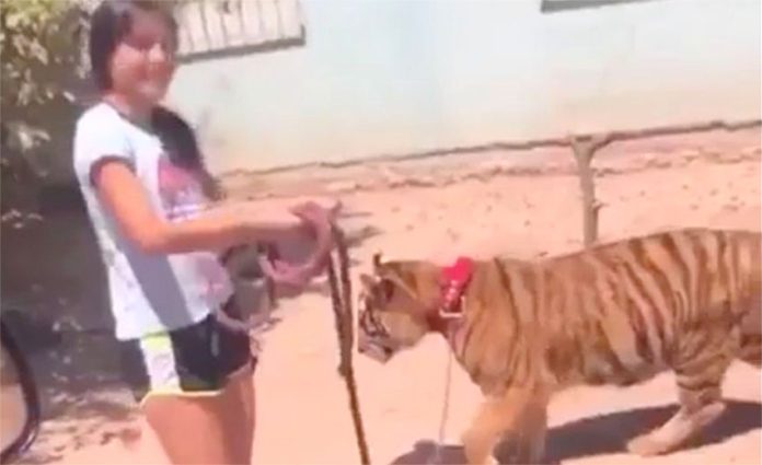 Girl walks her pet tiger in Guasave.