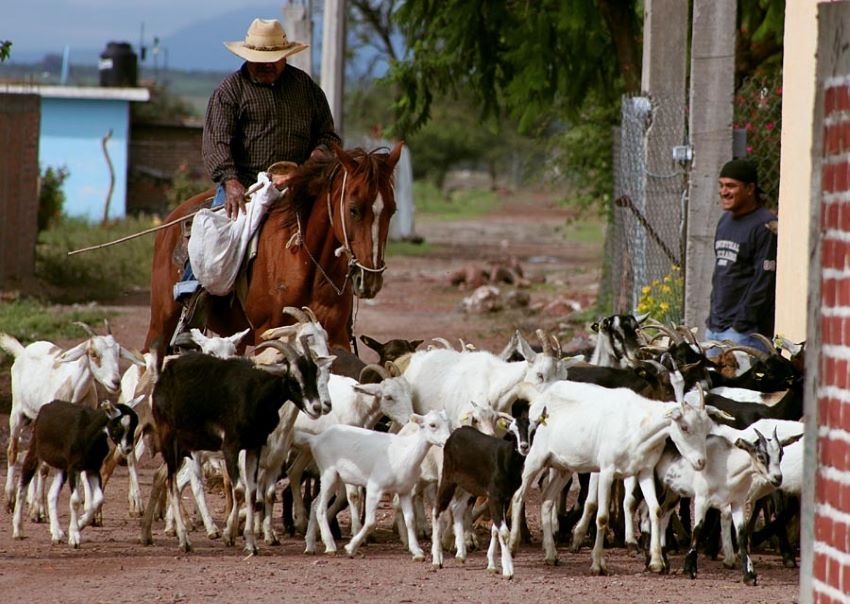 Herding goats in Guanajuato. Courtesy of Arriero (CC)