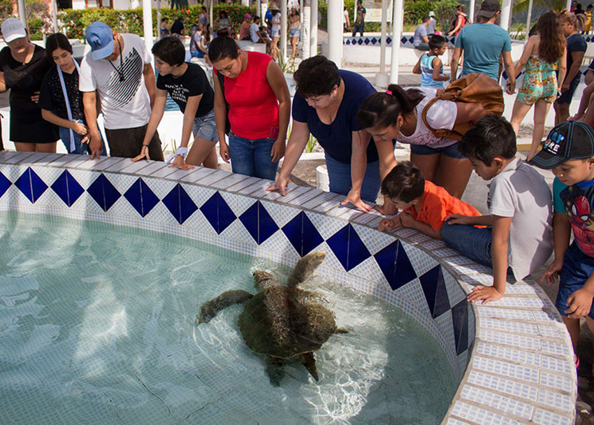 Visitors meet turtles at the Cuyutlán Ecological Center El Tortugario sanctuary.