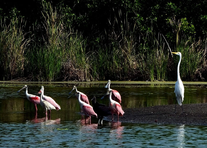Roseate spoonbills and a great egret are just some of the waterbirds you can encounter wading in the Palo Verde Estuary.