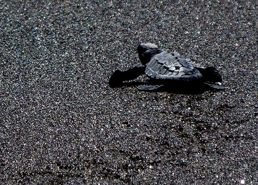 A newly released baby leatherback turtle races across the black sand toward the water in Cuyutlán.