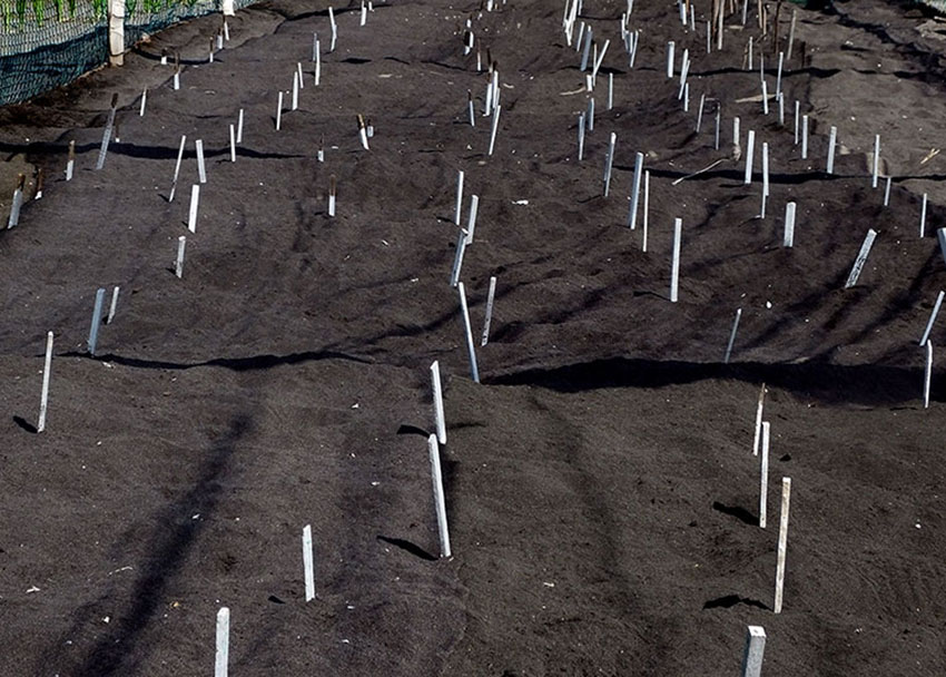 Turtle eggs are transferred from the El Tortugario sanctuary to this protected area for safe incubation. About 2,000 a year are laid on Cuyutlán's Pacific Coast beach.