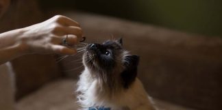 Find the right homemade cat treat recipe may take a few taste tests