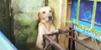 The hapless dog before its rescue Saturday in Villahermosa.