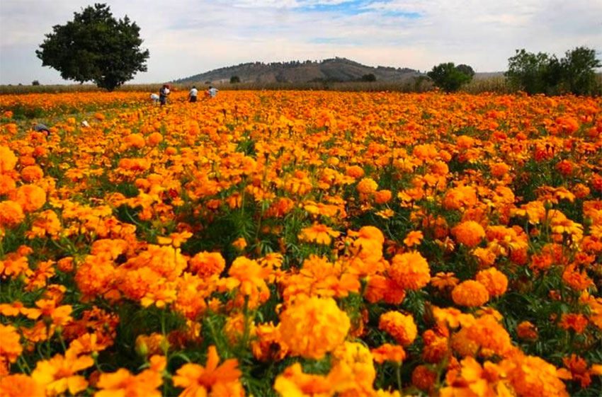 The Day of the Dead flowers that proved elusive.