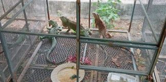 An iguana cage at the sanctuary in Juchitán.