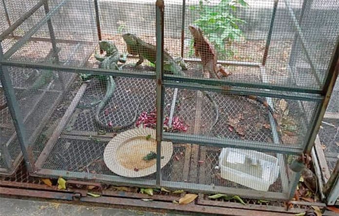 An iguana cage at the sanctuary in Juchitán.
