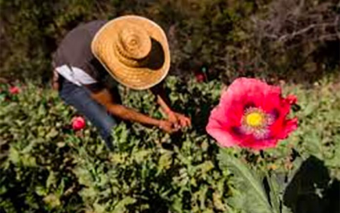 A poppy farmer in Guerrero.