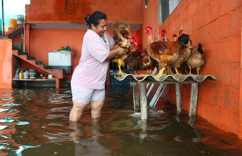 A woman finds a dry place for her poultry.
