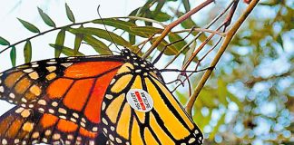 The butterfly in Guanajuato