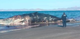 The decomposing whale on El Mogote Beach.