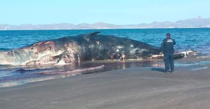 The decomposing whale on El Mogote Beach.