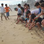 Turtle release by visitors in Playa Ventura, Guerrero.