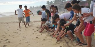 Turtle release by visitors in Playa Ventura, Guerrero.