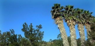 For 30 years, Rancho Río Caliente attracted clients who wanted to unplug.