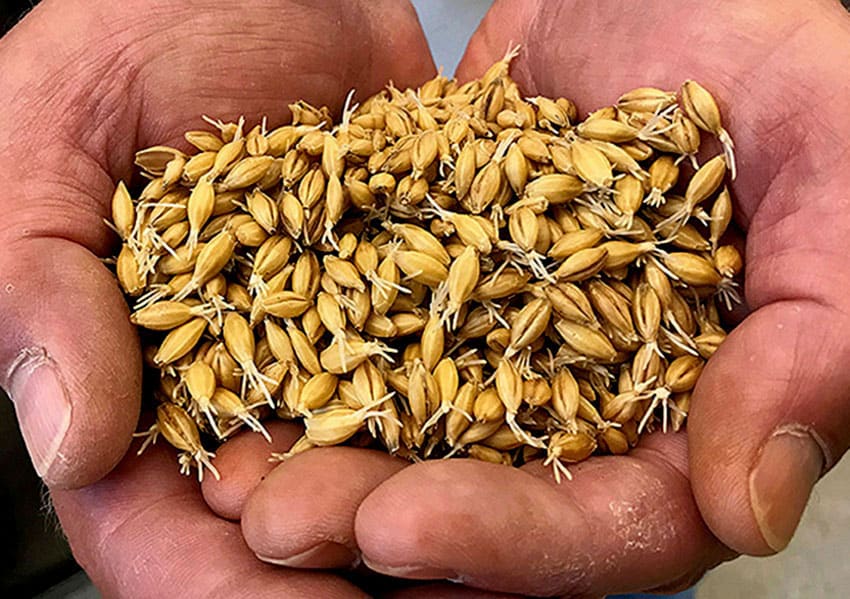Sprouted barley grains.