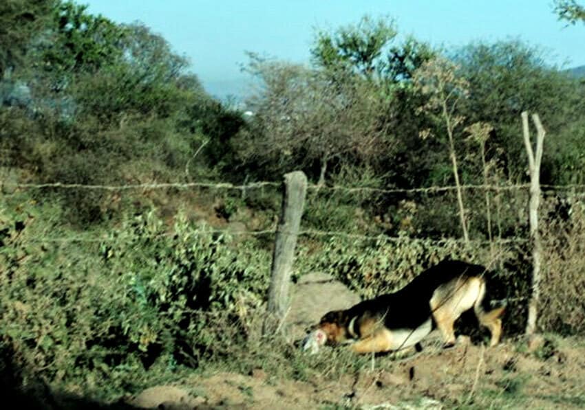 A German shepherd in the protected area with a piece of a baby white-tailed deer.