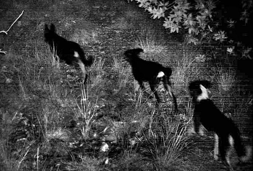 Camera-trap photo of dog pack inside Bosque la Primavera in Jalisco.