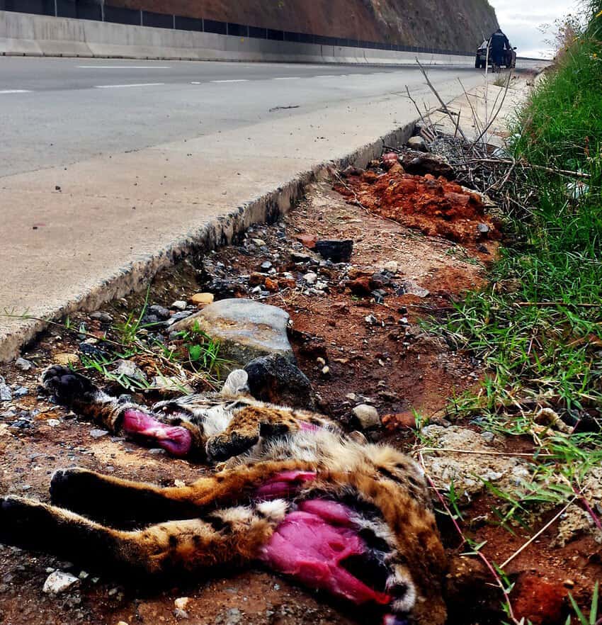 This lynx was surprised by a dog pack while trying to use Mexico’s first animal overpass.