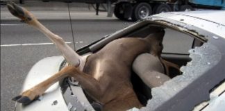 Loose or stray domestic dogs run free in Jalisco's Primavera Forest, attacking wildlife or spooking them into running at oncoming cars.