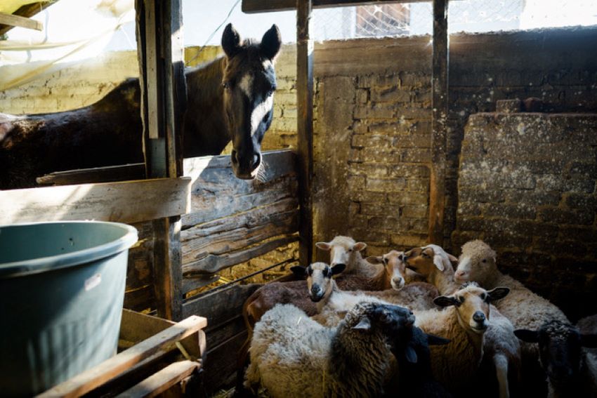 “The land doesn't stop. The animals need to be fed,” says Ángel Galicia, who sold specialty meats and vegetables to local restaurants that closed for months.