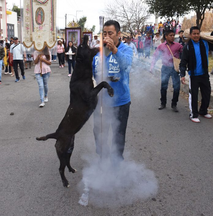 In Mexico, even dogs are fans of cohetes.