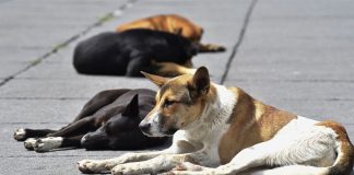 Dogs are not immune from the virus.