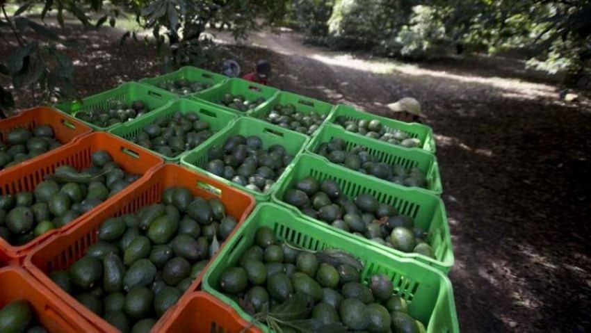 One of Mexico's perks is plentiful avocados.