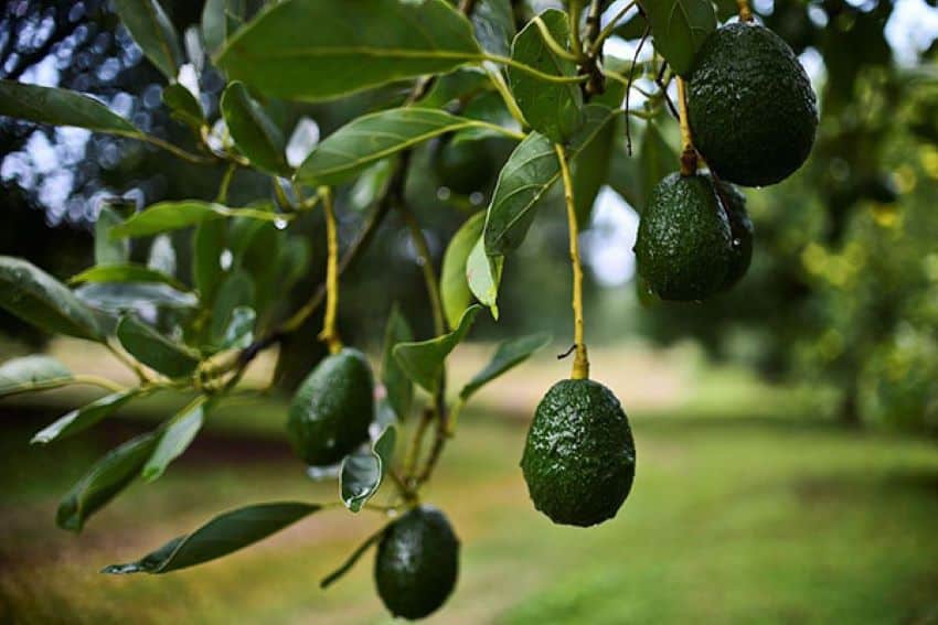 Avocados are considered a fruit, fitting the criteria of a berry.