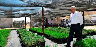 lopez obrador in tree nursery