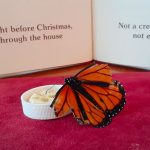 Against a Christmas backdrop, Freddy enjoys a honey and water mixture.